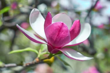 Magnolia: tutto su questo albero con bellissimi fiori colorati