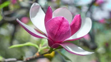 magnolia