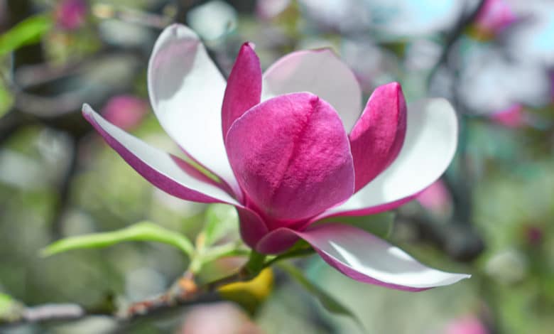 magnolia
