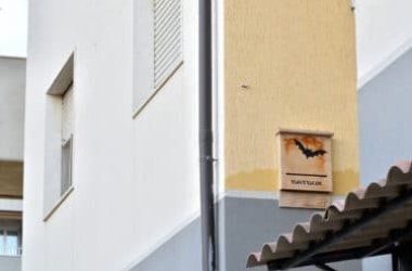 Bat box, ovvero le casette per i pipistrelli