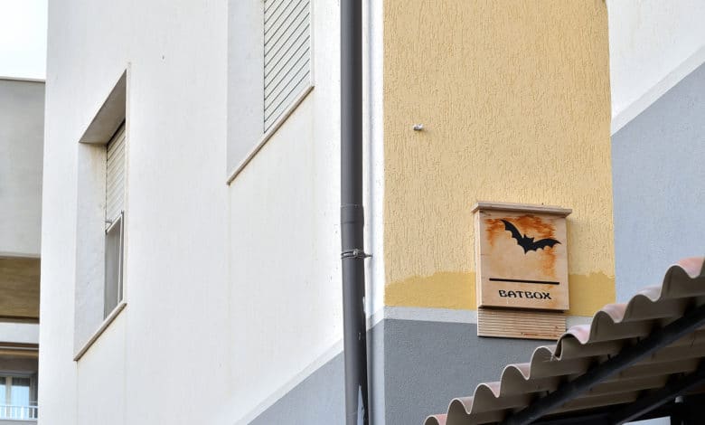 bat box per i pipistrelli