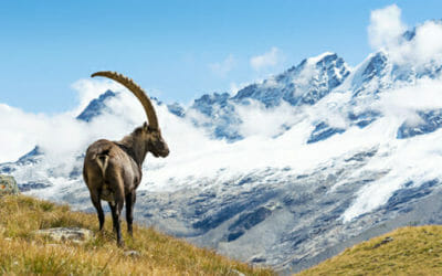Parchi Nazionali e Parchi Naturali Italiani: quanti e dove sono?