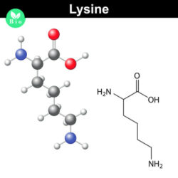 Lisina: che cos’è questo aminoacido essenziale e dove lo si trova