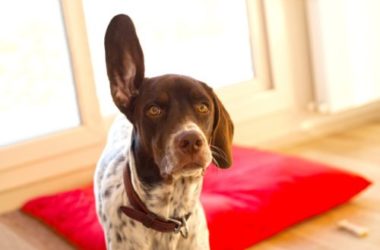 Speciale Pointer inglese, scopriamo le origini ed il carattere di questa razza