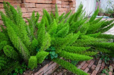 Asparagus: tutti i segreti di questa pianta cespugliosa