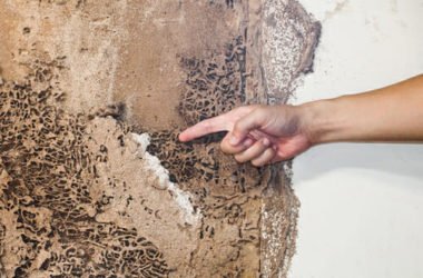 Esistono rimedi naturali contro le termiti realmente efficaci? La guida facile