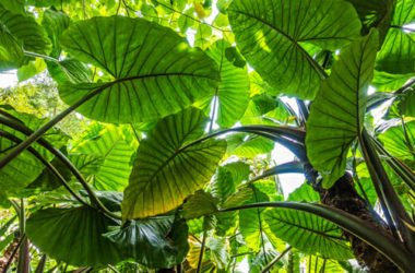 Alocasia: come coltivare e curare questa pianta tropicale