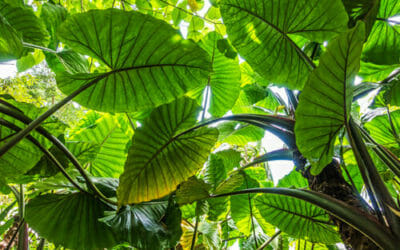 Alocasia: come coltivare e curare questa pianta tropicale