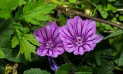 Malva: proprietà e benefici per la salute