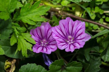 Malva: proprietà e benefici per la salute