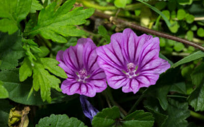 Malva: proprietà e benefici per la salute