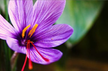 Zafferano: proprietà benefiche e utilizzi in cucina