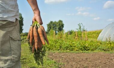Ecor-NaturaSì, quando etica e biodinamica sono valori aziendali