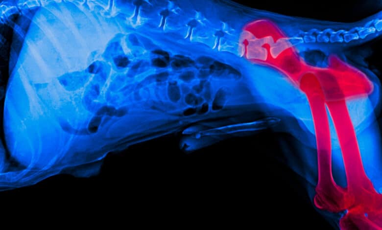 displasia dell'anca nel cane