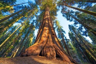 Quali sono gli alberi più antichi e storici della Terra? E in Italia?