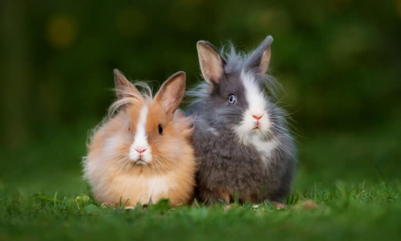 coniglio testa di leone