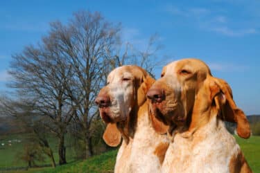 Bracco italiano: una razza di cani dalla storia antica