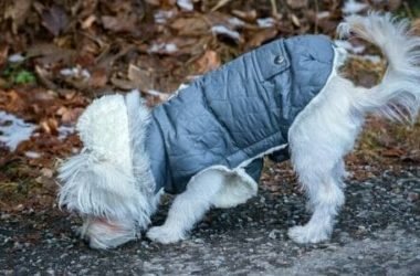 Come fare un cappotto per cani con materiali riciclati