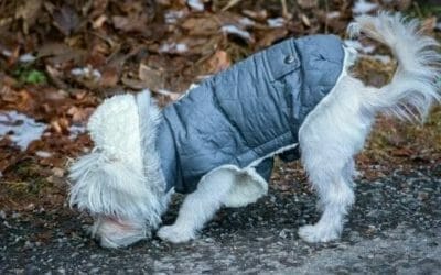 Come fare un cappotto per cani con materiali riciclati