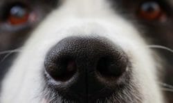 Cimurro del cane: cause, sintomi e cure