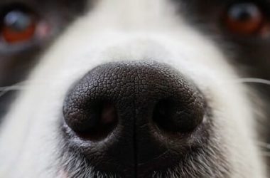 Cimurro del cane: cause, sintomi e cure