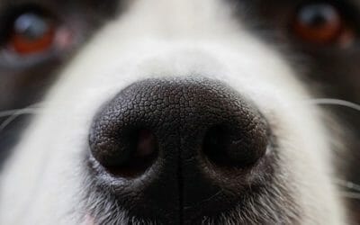 Cimurro del cane: cause, sintomi e cure