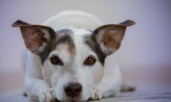 Leptospirosi nel cane e nell’uomo: cause, sintomi e cure