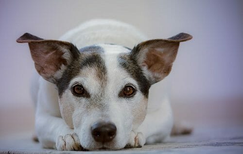 Leptospirosi nel cane e nell’uomo: cause, sintomi e cure