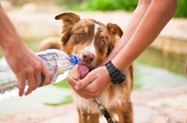 Filaria del cane: cos’è e come si cura questa malattia