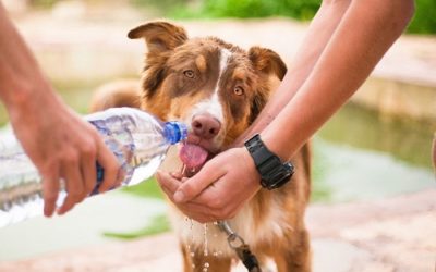 Filaria del cane: cos’è e come si cura questa malattia