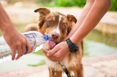 Filaria del cane: cos’è e come si cura questa malattia