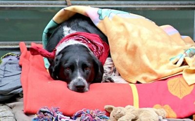 Displasia dell’anca nel cane: cause, sintomi e cure per il nostro amico peloso