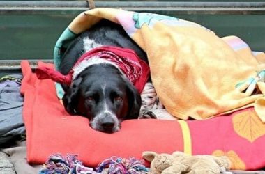 Displasia dell’anca nel cane: cause, sintomi e cure per il nostro amico peloso