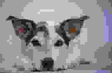 Leptospirosi nel cane e nell’uomo: cause, sintomi e cure