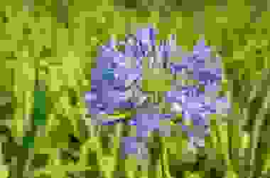 Tutto sull’agapanto, una pianta apprezzata per le sue magnifiche fioriture blu