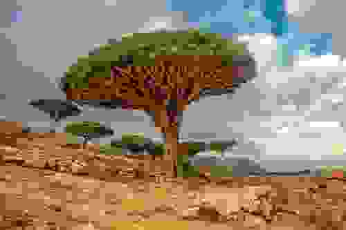 alberi di Socotra