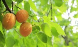 Potatura albicocco: tecniche, periodo e tipologie per avere una pianta sana e frutti abbondanti