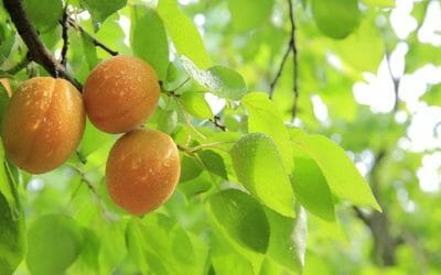 Potatura albicocco: tecniche, periodo e tipologie per avere una pianta sana e frutti abbondanti