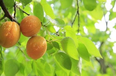 Potatura albicocco: tecniche, periodo e tipologie per avere una pianta sana e frutti abbondanti