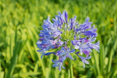 Tutto sull’agapanto, una pianta apprezzata per le sue magnifiche fioriture blu