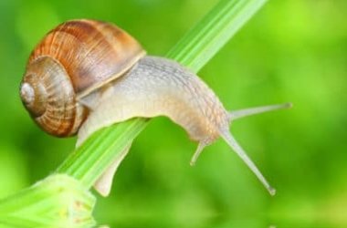 Come eliminare le lumache da orto e giardino