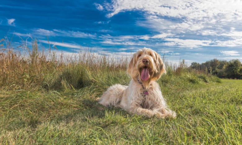 spinone italiano