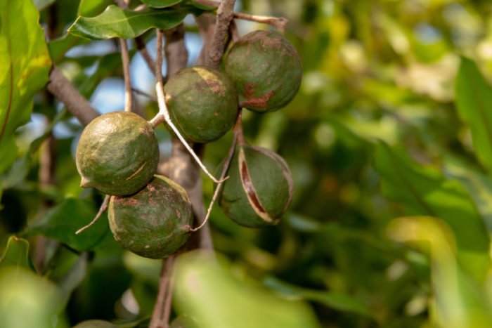 noix de macadamia
