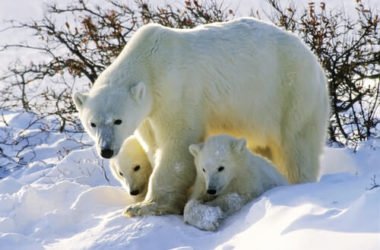Save The Arctic: la nuova campagna Greenpeace per l’Artico