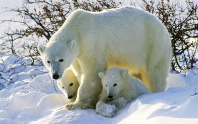 Save The Arctic: la nuova campagna Greenpeace per l’Artico