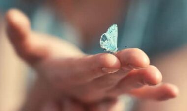 Tutto sulle farfalle: cose da sapere e curiosità poco note