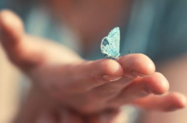 Tutto sulle farfalle: cose da sapere e curiosità poco note
