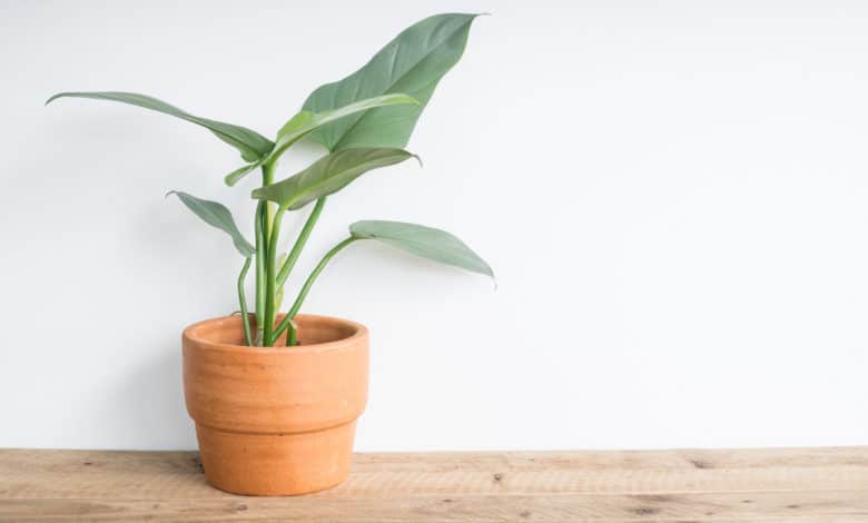 piante che richiedono poca luce