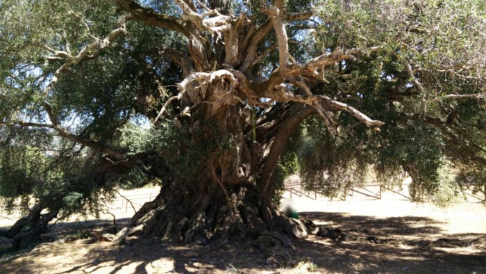 alberi più antichi in Italia