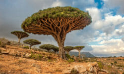 Quali sono gli alberi più antichi e storici della Terra? E in Italia?